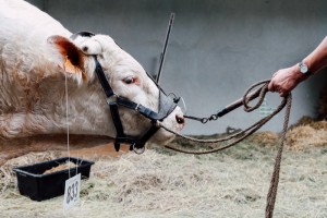 Professional agriculture photographer for cattle contest