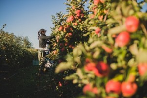 Photos de fruits, photographes professionnelles en agriculture