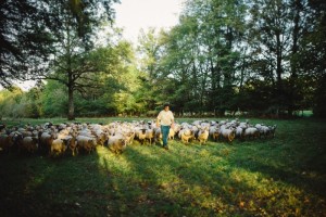 Photo entreprise d'élevage, photographes professionnelles en agriculture