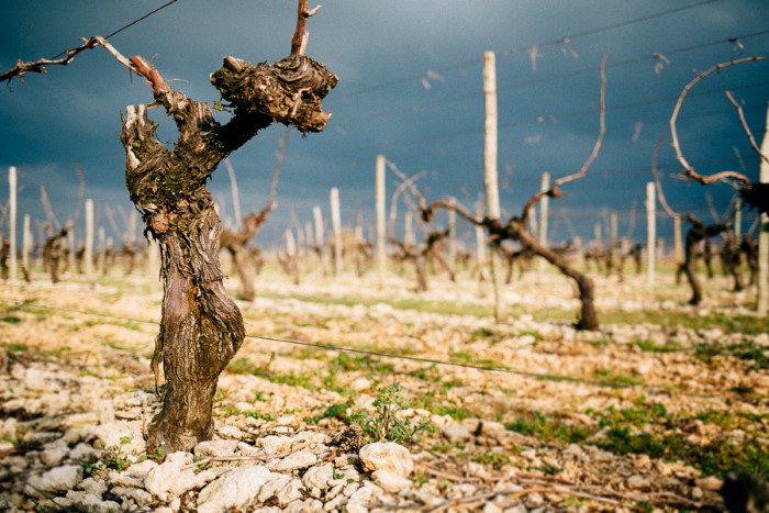 Photos de viticulture et vins, photographes pro en agriculture