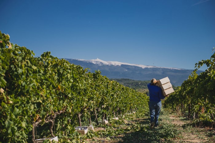 Recolte raisin de table - reportage en viticulture, agriculture