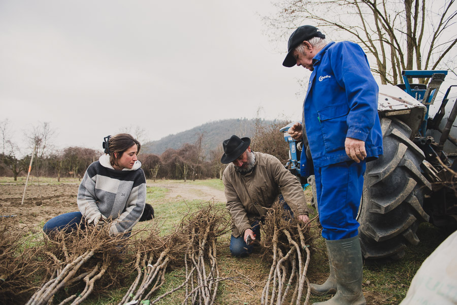 Reportage photo arboriculture, Photographes agricoles en Rhône Alpes - Studio des 2 Prairies