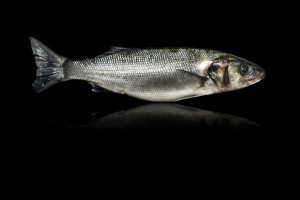 Photos de poissons sur fond noir - ©Studio des 2 Prairies / Rhône Alpes