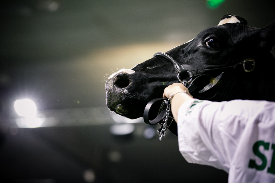Bovins dans le Ring : Prim'Holstein