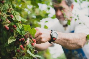 Reportage photo : récolte de fruits rouges en Auvergne ©Eve Hilaire/Studio des 2 Prairies