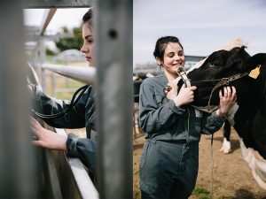 élevage laitier : Holstein