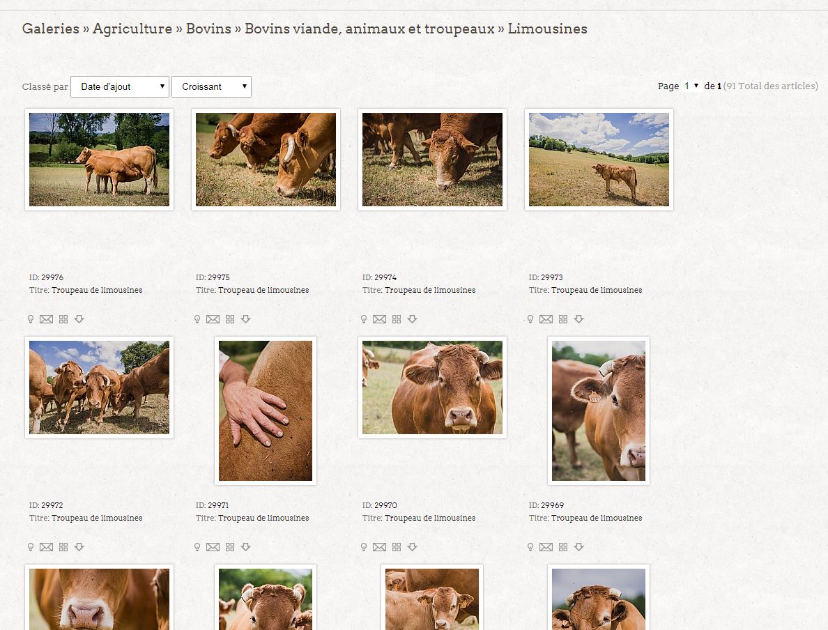 Photographies libres de droits vaches ©Studio des 2 Prairies