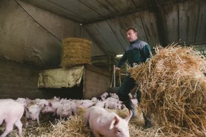 Portrait vidéo éleveurs : porcs sur paille - Agriculture, Le Studio des 2 Prairies