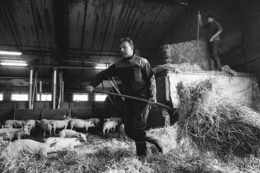 Paillage des cochons - photographes agricoles ©Studio des 2 Prairies