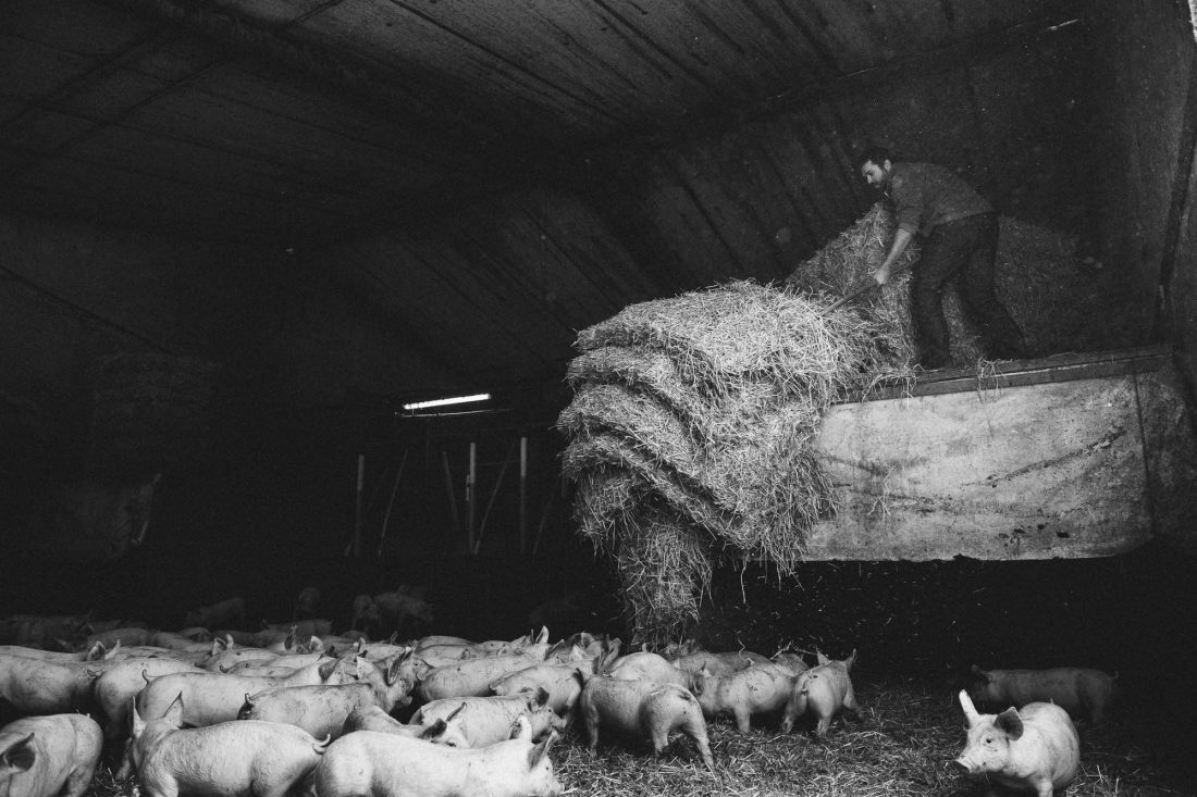 Reportage ferme d'élevage porcs - photographe agriculture Studio des 2 Prairies