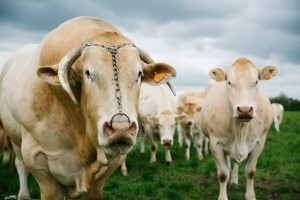 Agriculture professional photographer for cattle