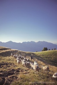 Photographies d'élevage en montagne sur la banque d'images du Studio des 2 Prairies