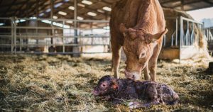 Photo et vidéo, reportage en agriculture par Eve Lancery et Alice Bertrand du Studio des 2 Prairies