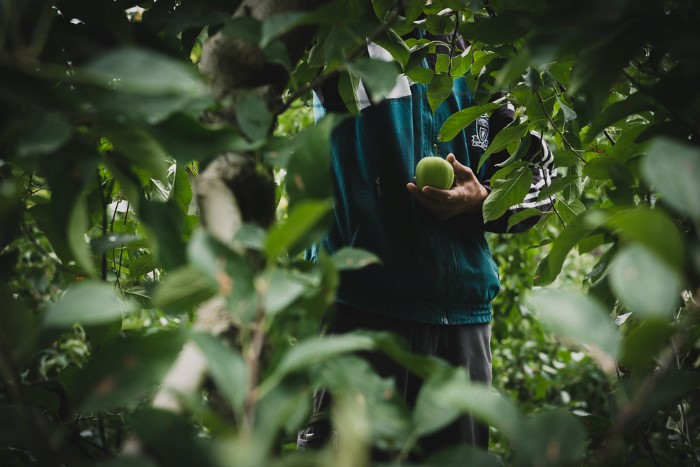 Photographe professionnelle en agriculture