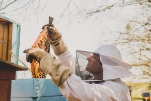Photographe professionnelle en agriculture - apiculture