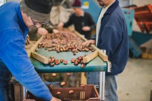 Photographe professionnelle en agriculture - arboriculture