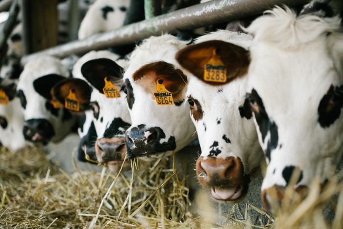 Photographe professionnelle en agriculture - élevage bovin