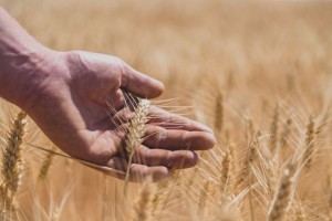 Photographes spécialisés en agriculture - grandes cultures, cereales