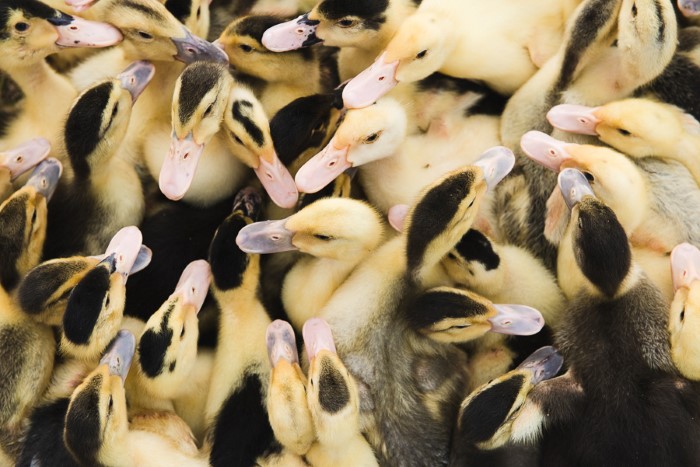 Photos agricoles : photographes spécialisées en agricutlure