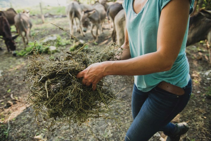 Photos agricoles : photographes spécialisées en agricutlure