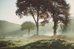 Photographe pour paysages ruraux, campagne, foret