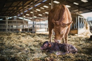 Velage : reportage photo en elevage, agriculture, par photographe pro