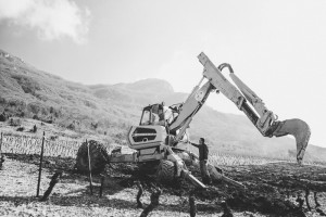 Viticulture : reportage photographique en agriculture