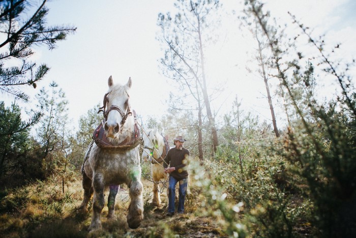 Chevaux de trait : reportage photo