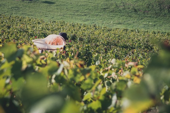 Reportage photo des vendanges - agriculture