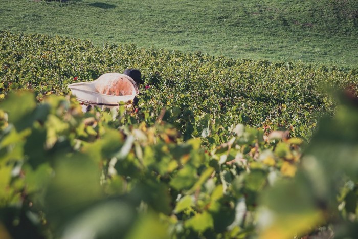 Reportage photo des vendanges - agriculture