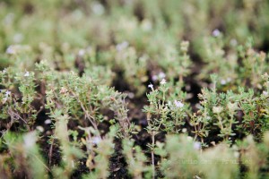 Formation photographique pour les entreprises et organismes agricoles