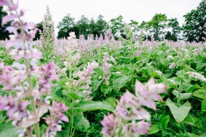 Formation photographique pour les entreprises et organismes agricoles