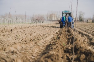 Reportage photo en agriculture : la plantation des poiriers - ©Studio des 2 Prairies, photographes agricoles