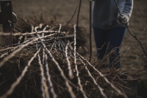 Plantation de poiriers - reportage photo