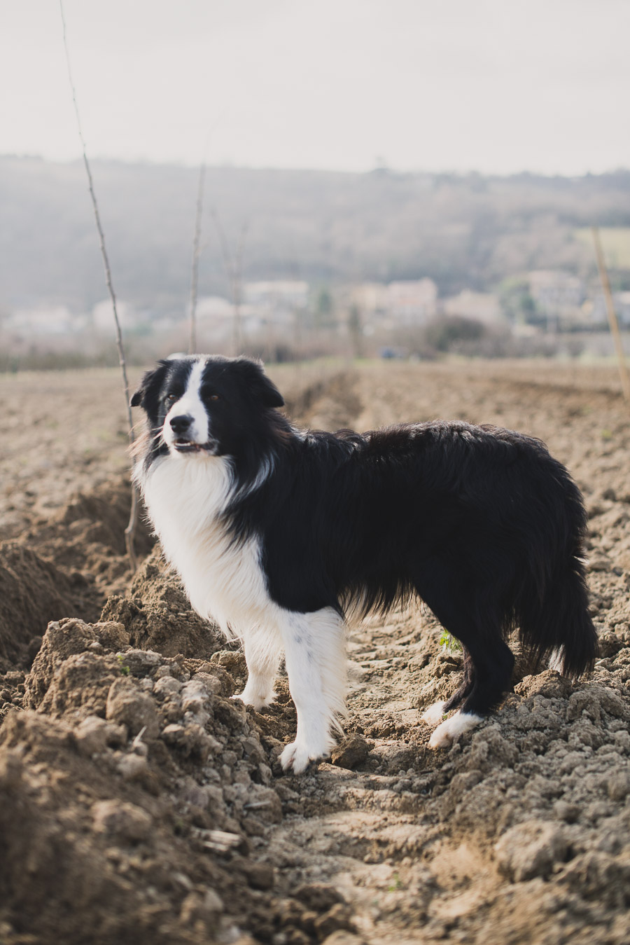 Plantation de poiriers - reportage photo