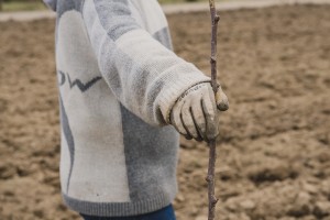 Plantation de poiriers - reportage photo