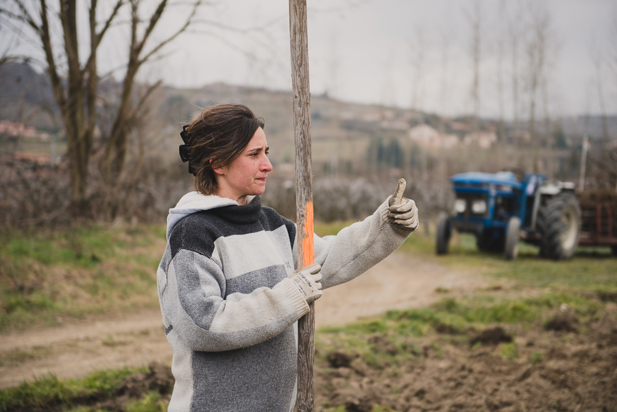 Photographe en agriculture : reportage sur la plantation des poiriers