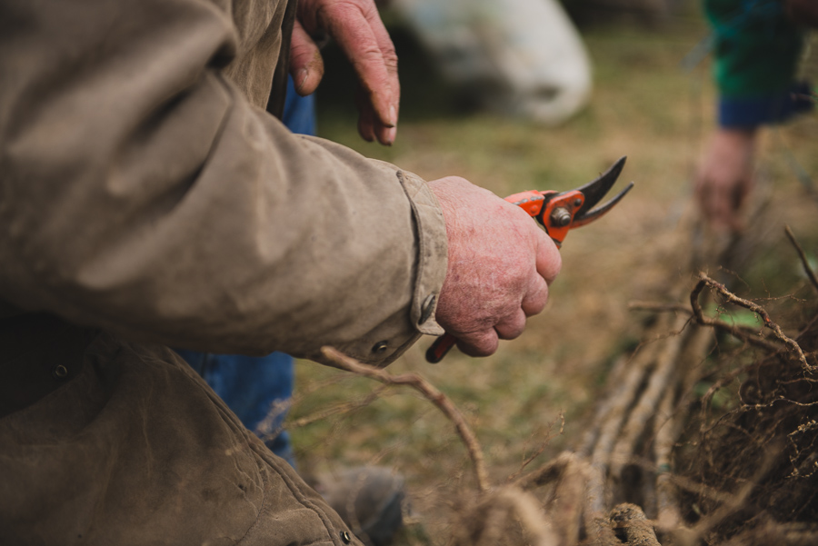 Photographe en agriculture : reportage sur la plantation des poiriers