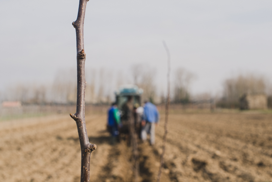 Reportage photo en agriculture : la plantation des poiriers - ©Studio des 2 Prairies, photographes agricoles