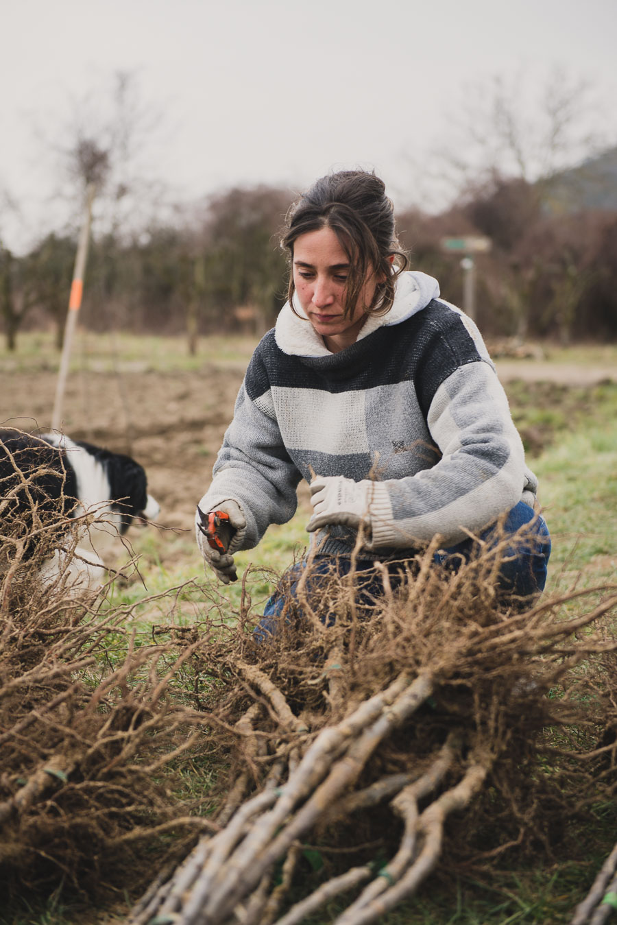 Photographe en agriculture : reportage sur la plantation des poiriers