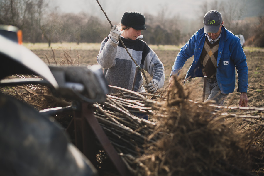 Photos de la plantation des poiriers en Rhône Alpes - ©Studio des 2 Prairies