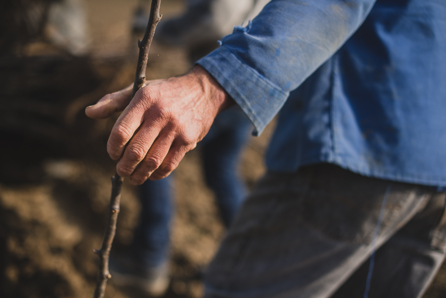 Photos de la plantation des poiriers en Rhône Alpes - ©Studio des 2 Prairies