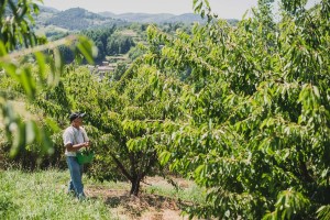 Récolte des cerises en Ardèche, reportage photo ©Eve Hilaire - Studio des 2 Prairies