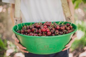 Reportage photo en agriculture : récolte des cerises - Studio des 2 Prairies