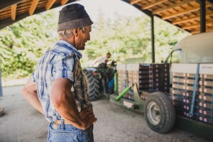 Reportage photo en agriculture : récolte des cerises - Studio des 2 Prairies