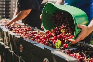 Récolte des cerises en Ardèche, reportage photo ©Eve Hilaire - Studio des 2 Prairies