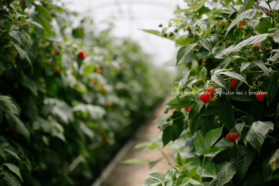 photographie agriculture fruits et legumes