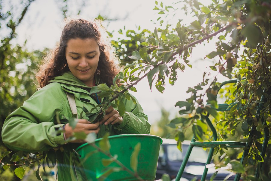 Reportage photo mirabelles et quetsches : la récolte. ©Eve Hilaire, photographe agricole à Chambéry, Savoie, Rhône-Alpes.