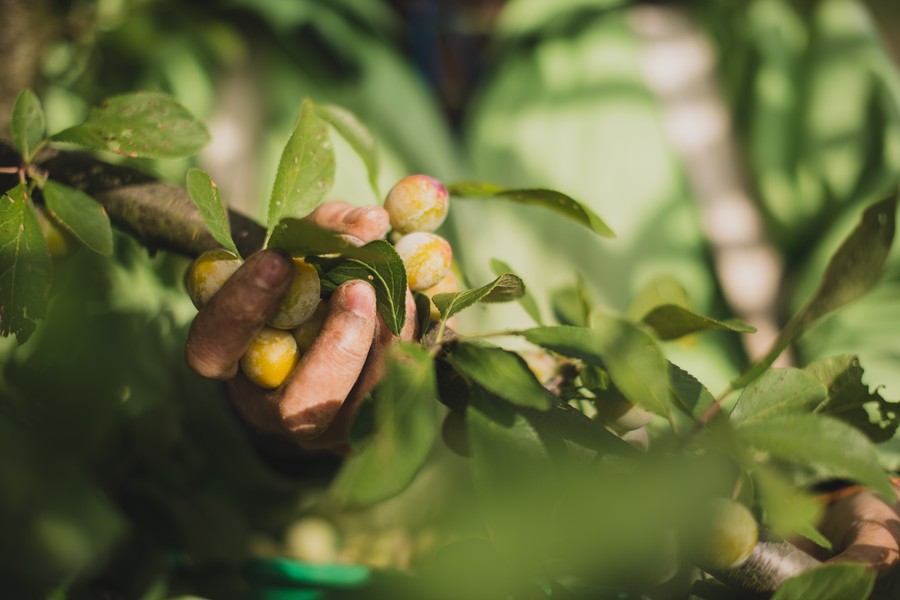 Photo récolte des mirabelles à la main