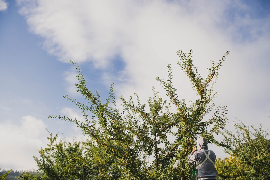 photographe-agriculture-eve-hilaire-recolte-mirabelles